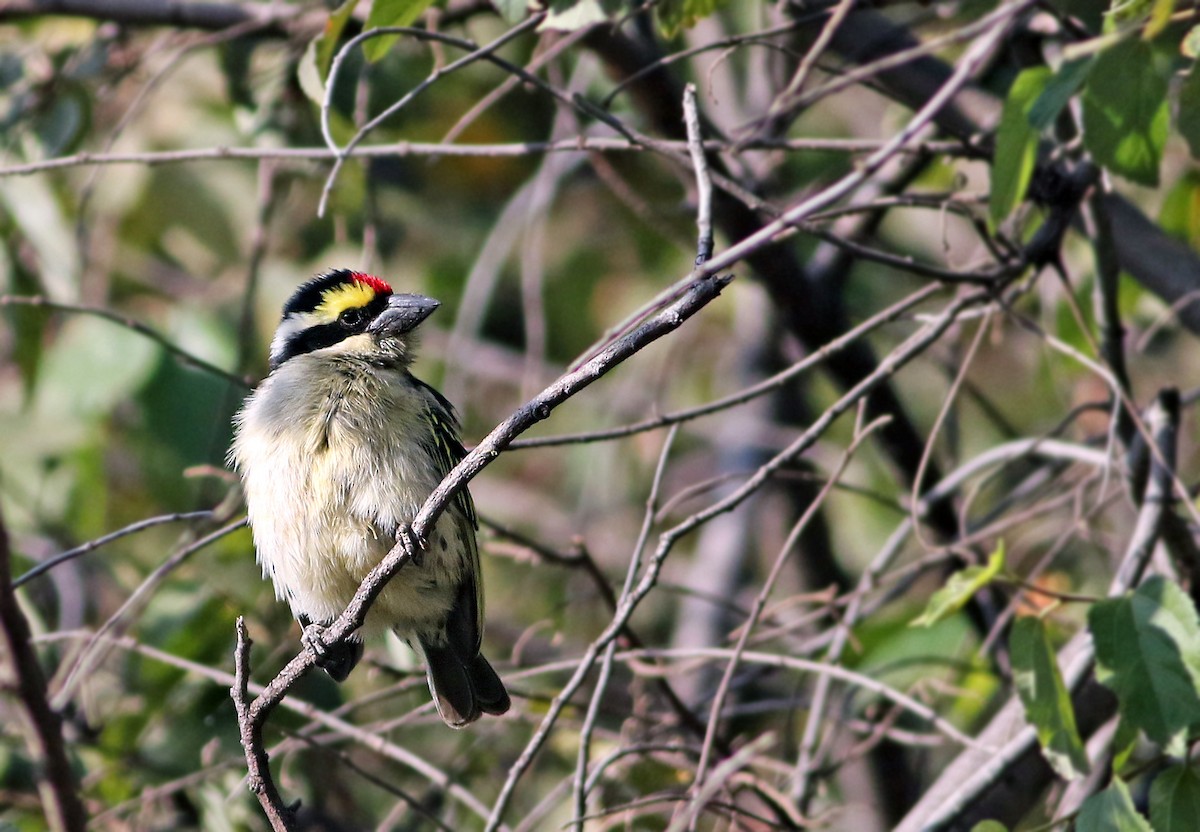 Red-fronted Barbet - Andrew Spencer