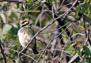  - Red-fronted Barbet