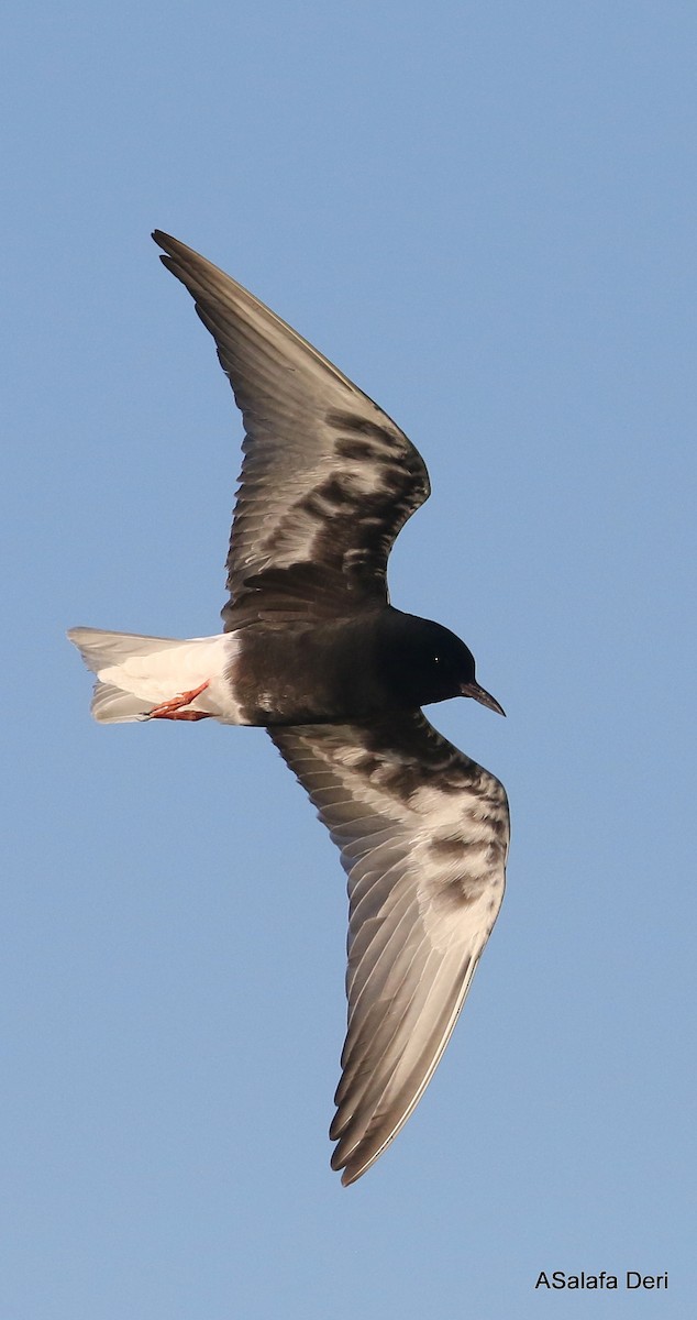 White-winged Tern - Fanis Theofanopoulos (ASalafa Deri)