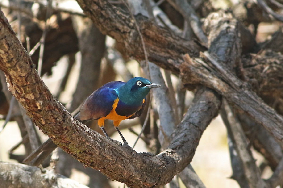 Golden-breasted Starling - ML33649631