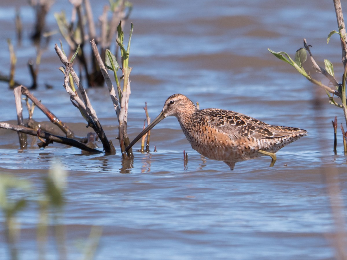 Long-billed Dowitcher - ML336496811