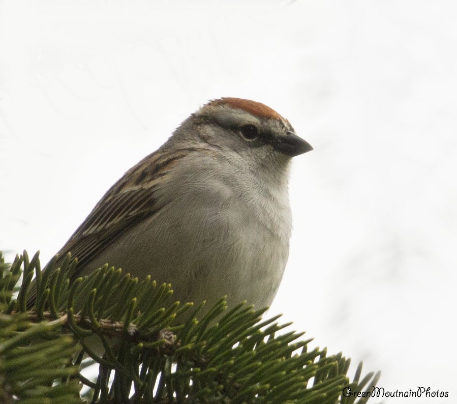 Chipping Sparrow - ML336500581