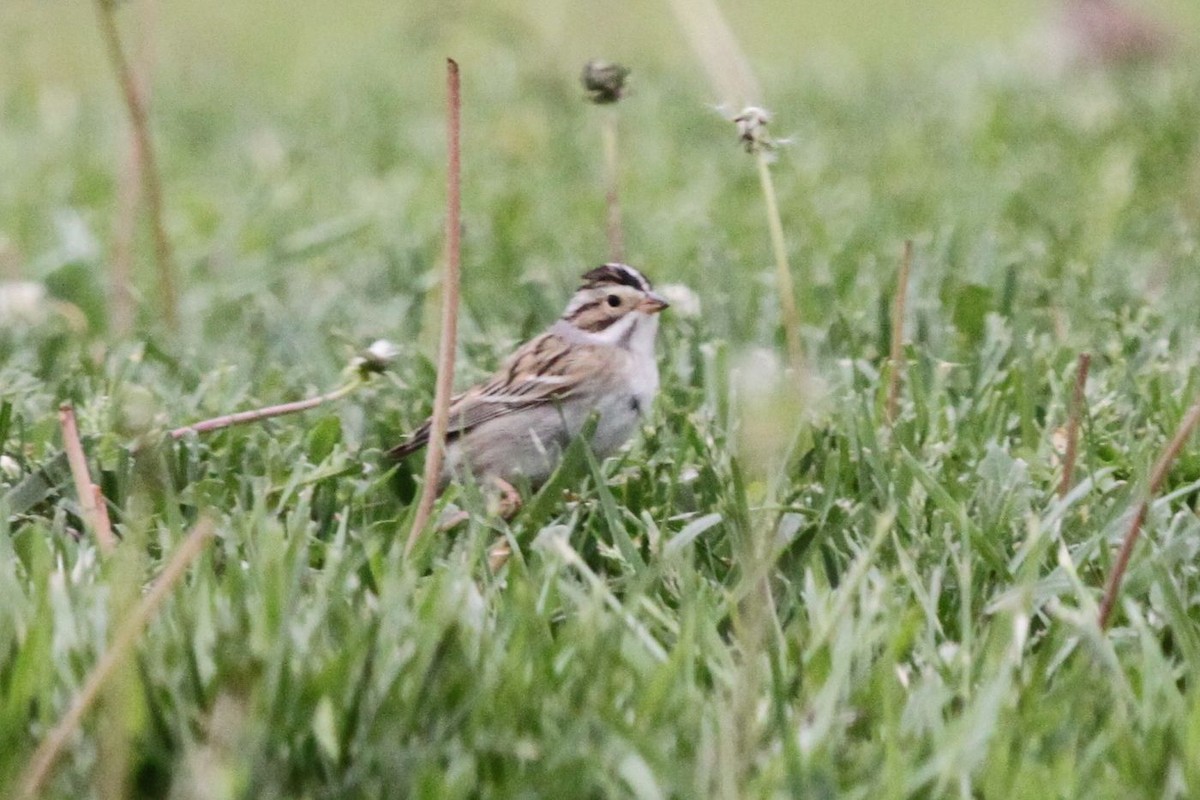 Clay-colored Sparrow - ML336500621