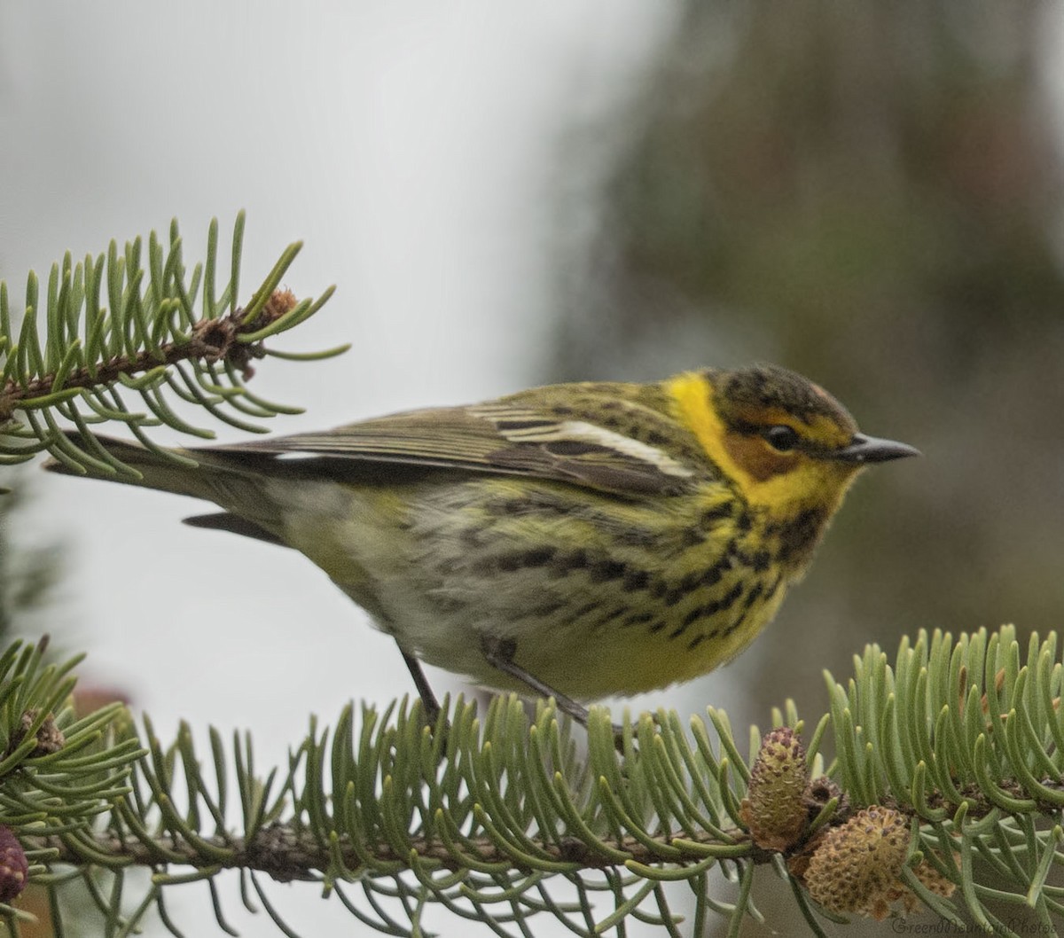 Cape May Warbler - ML336500641