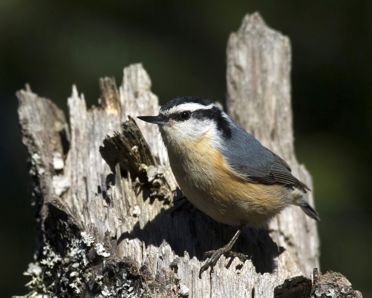Red-breasted Nuthatch - ML336504651
