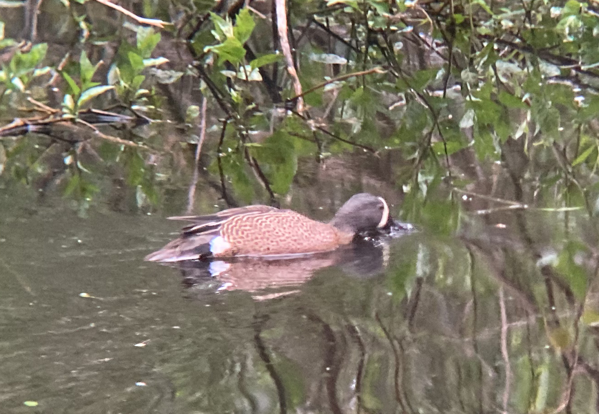 Blue-winged Teal - ML336505041
