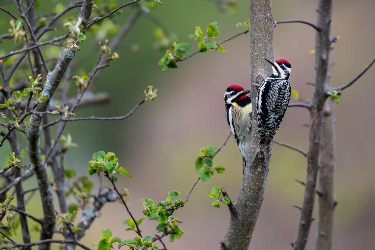 Yellow-bellied Sapsucker - Kyle Tansley