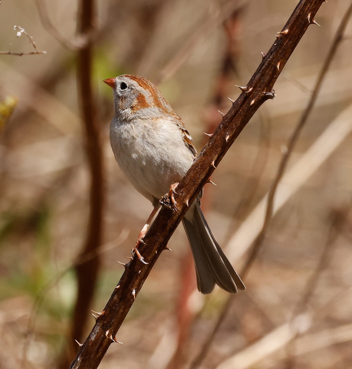 Field Sparrow - Robin Ohrt