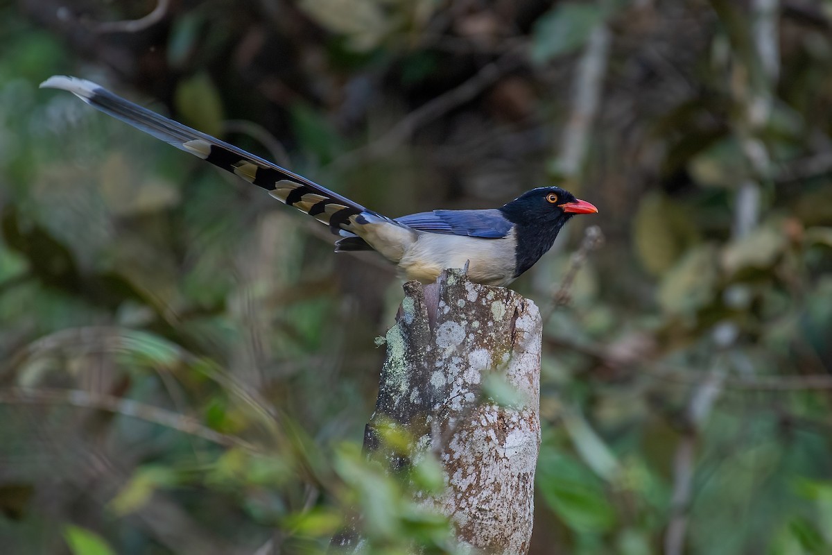 Red-billed Blue-Magpie - Ngoc Sam Thuong Dang