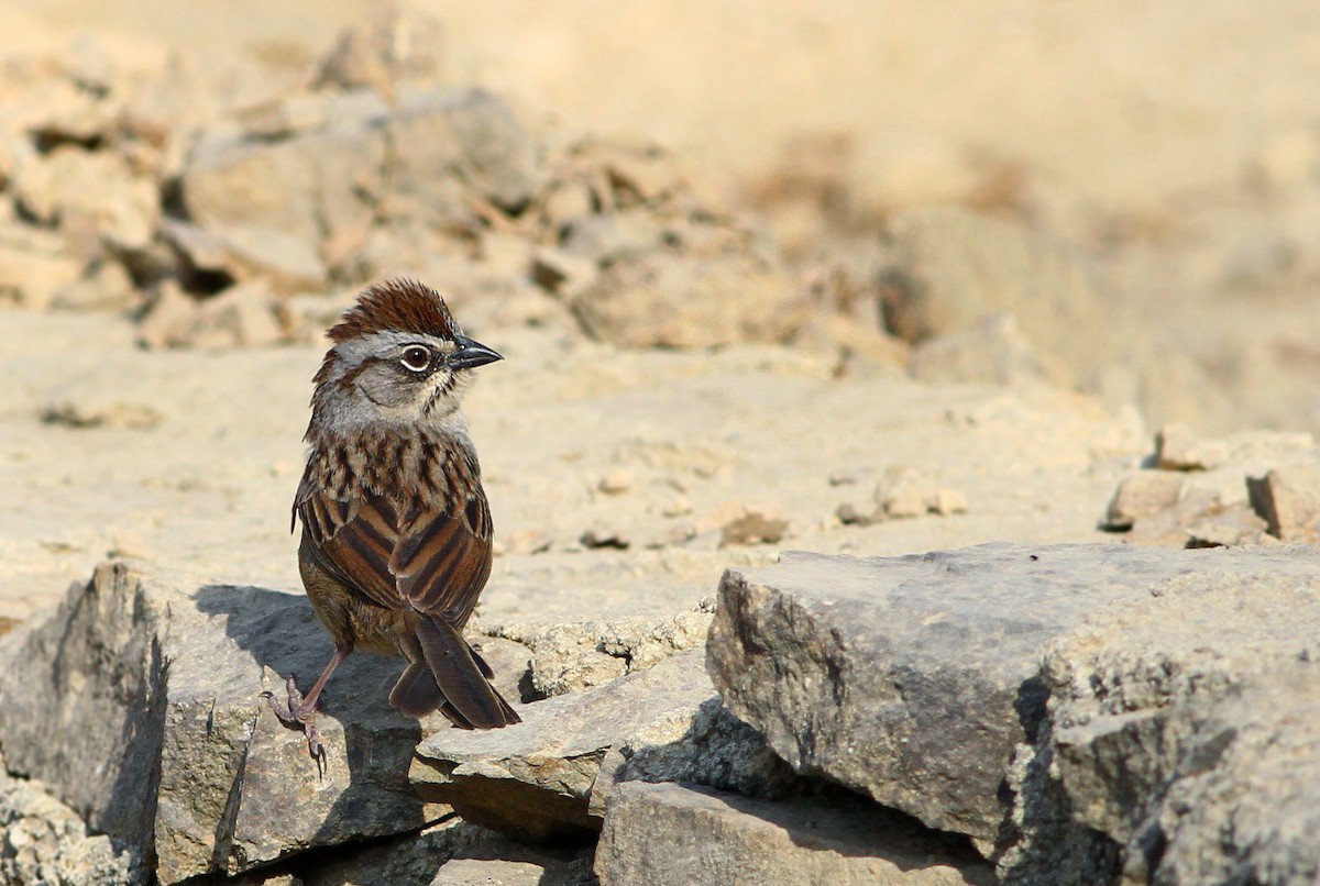 Oaxaca Sparrow - Andrew Spencer