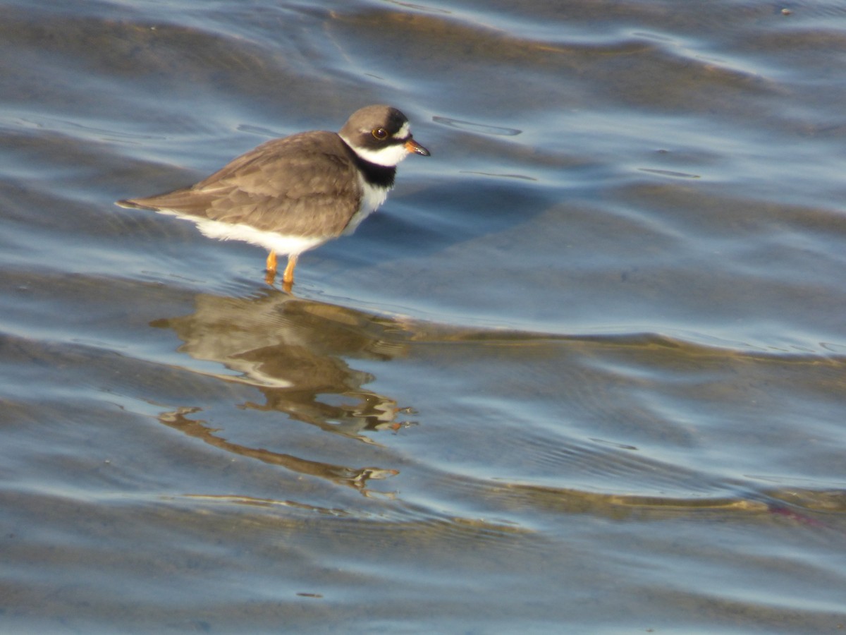 Semipalmated Plover - ML336510011