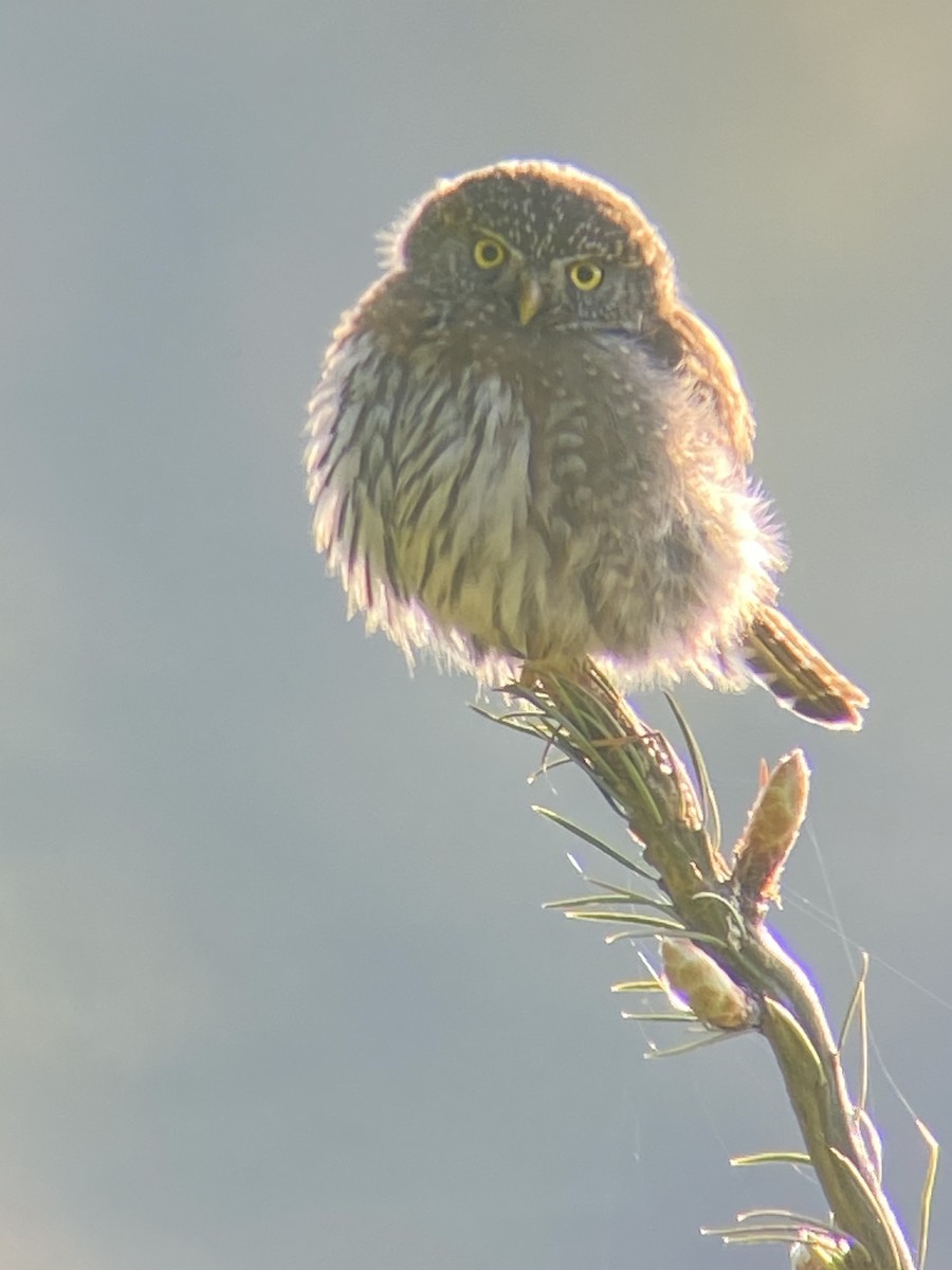 Northern Pygmy-Owl - ML336510641
