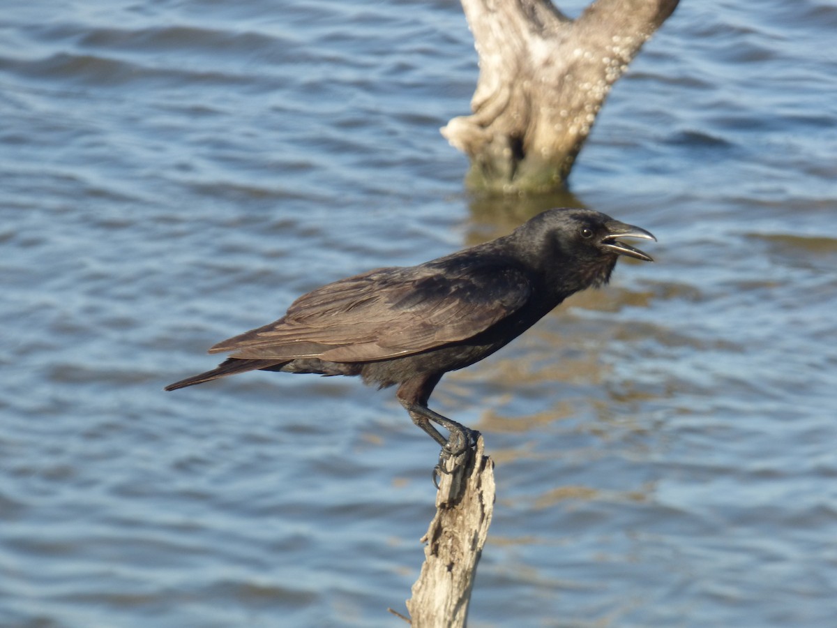 Fish Crow - ML336510851
