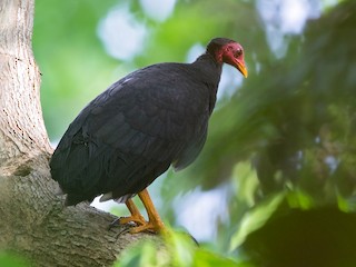  - Vanuatu Megapode