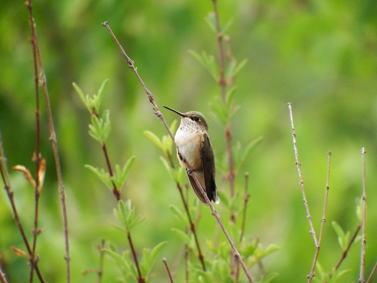 Calliope Hummingbird - Chris Rurik