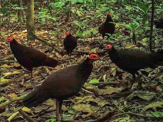  - Black Guineafowl