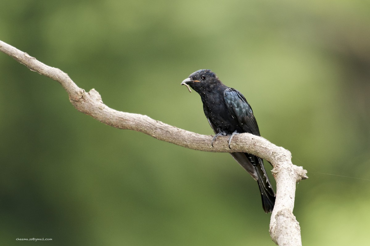 Square-tailed Drongo-Cuckoo - ML33653501
