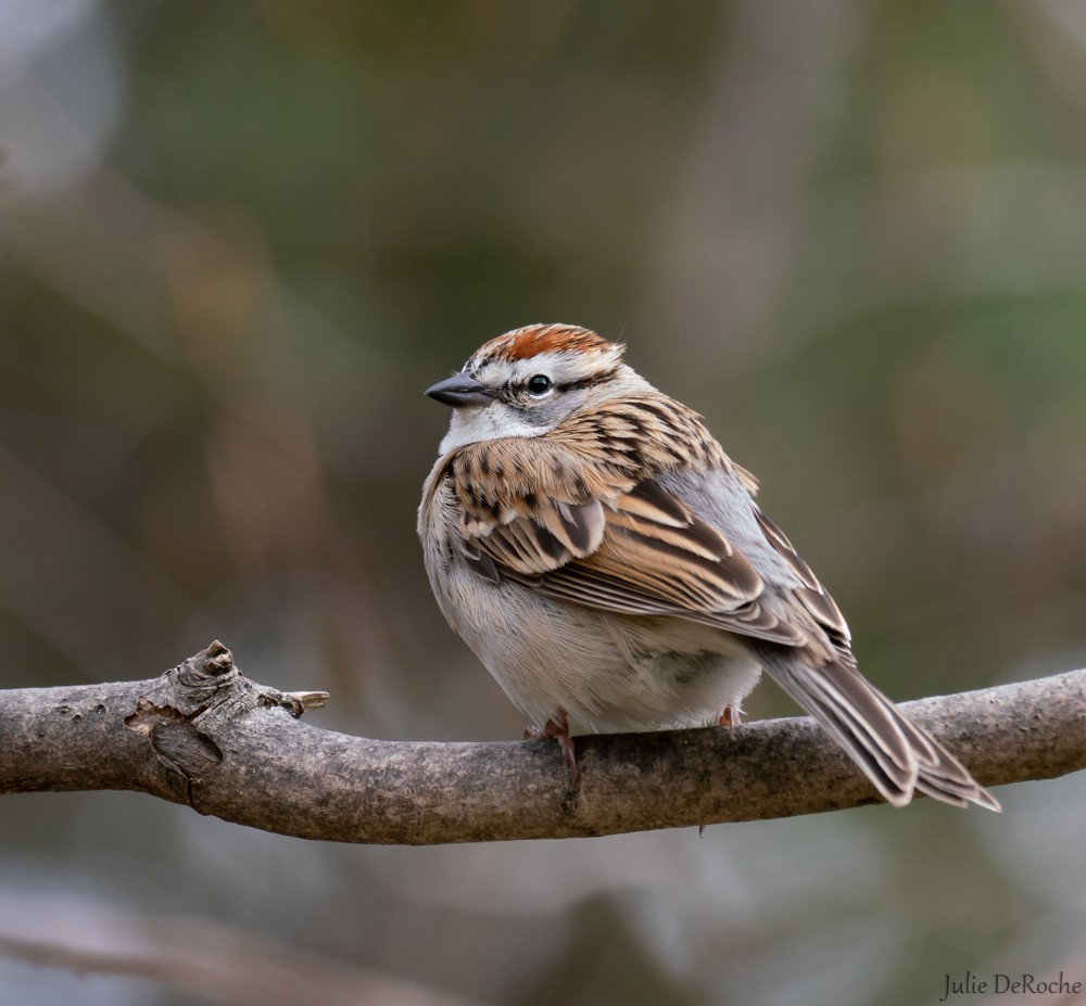 Chipping Sparrow - Julie Deroche