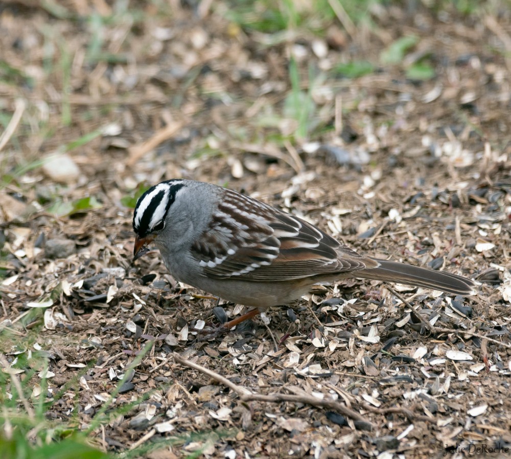 White-crowned Sparrow - ML336536921