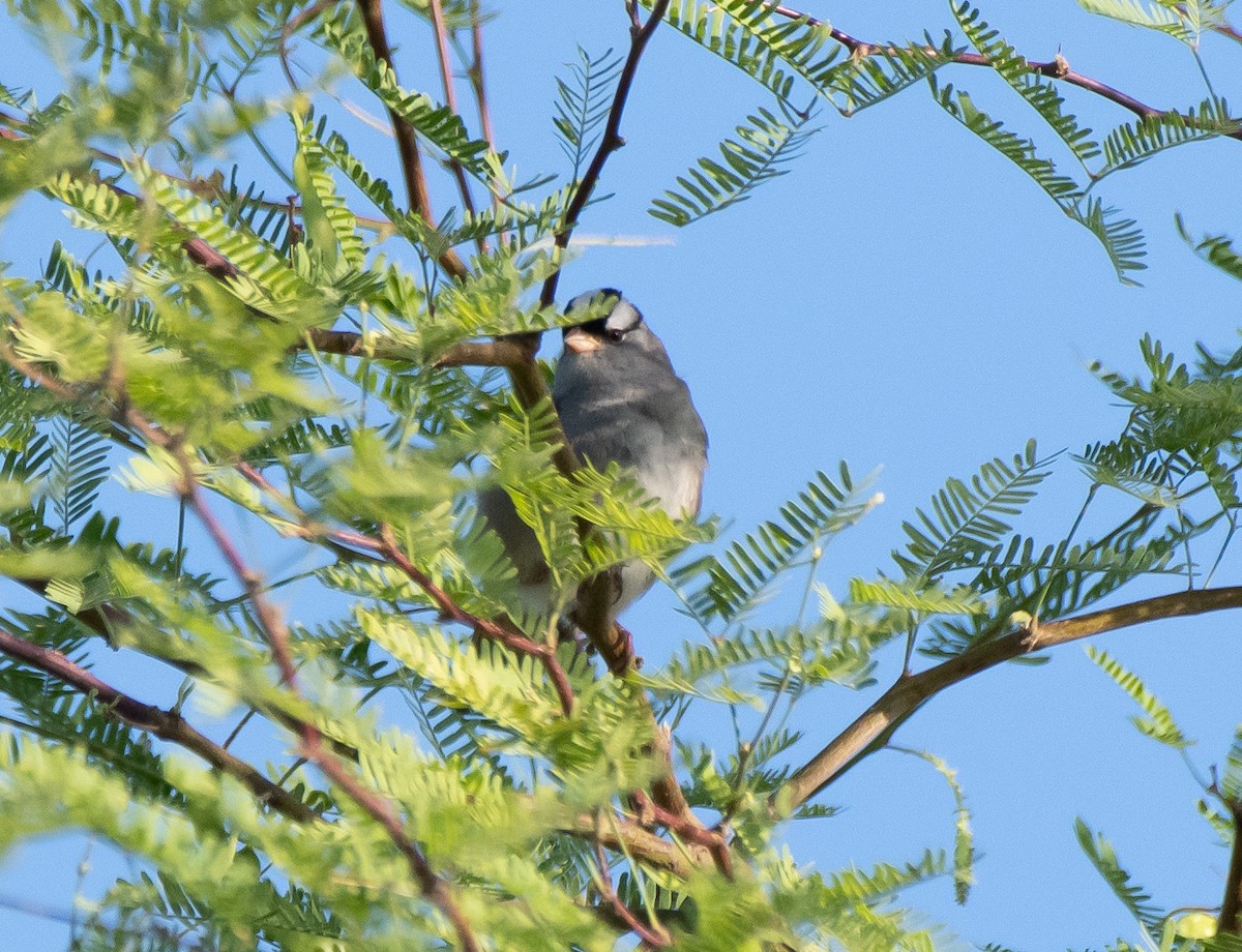 White-crowned Sparrow (oriantha) - ML336537711