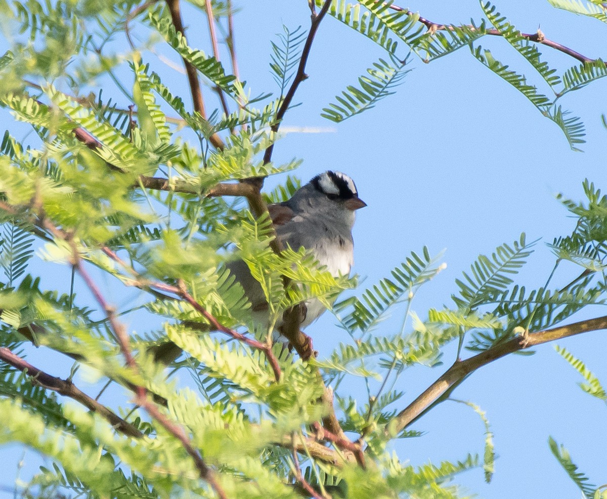 White-crowned Sparrow (oriantha) - ML336537721