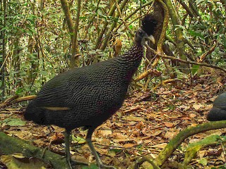 Plumed Guineafowl - Guttera plumifera - Birds of the World