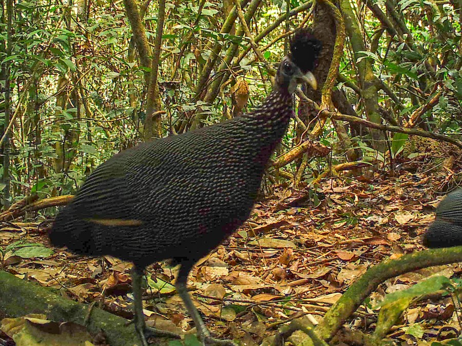 コカンムリホロホロチョウ - eBird