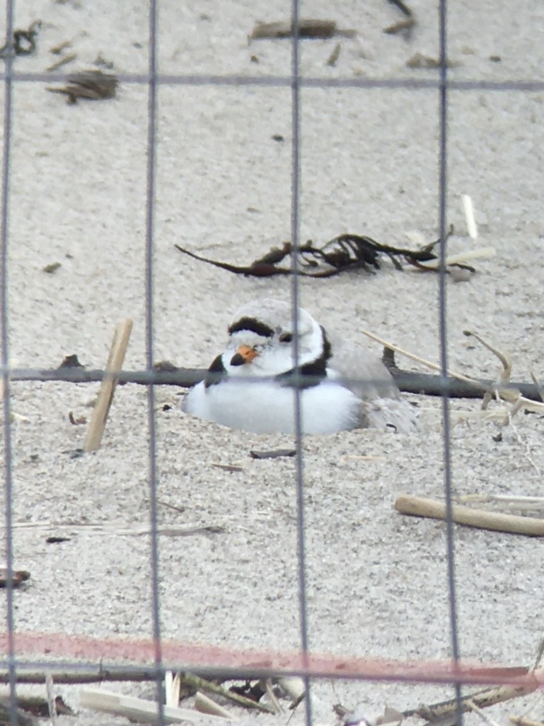 Piping Plover - ML336539521