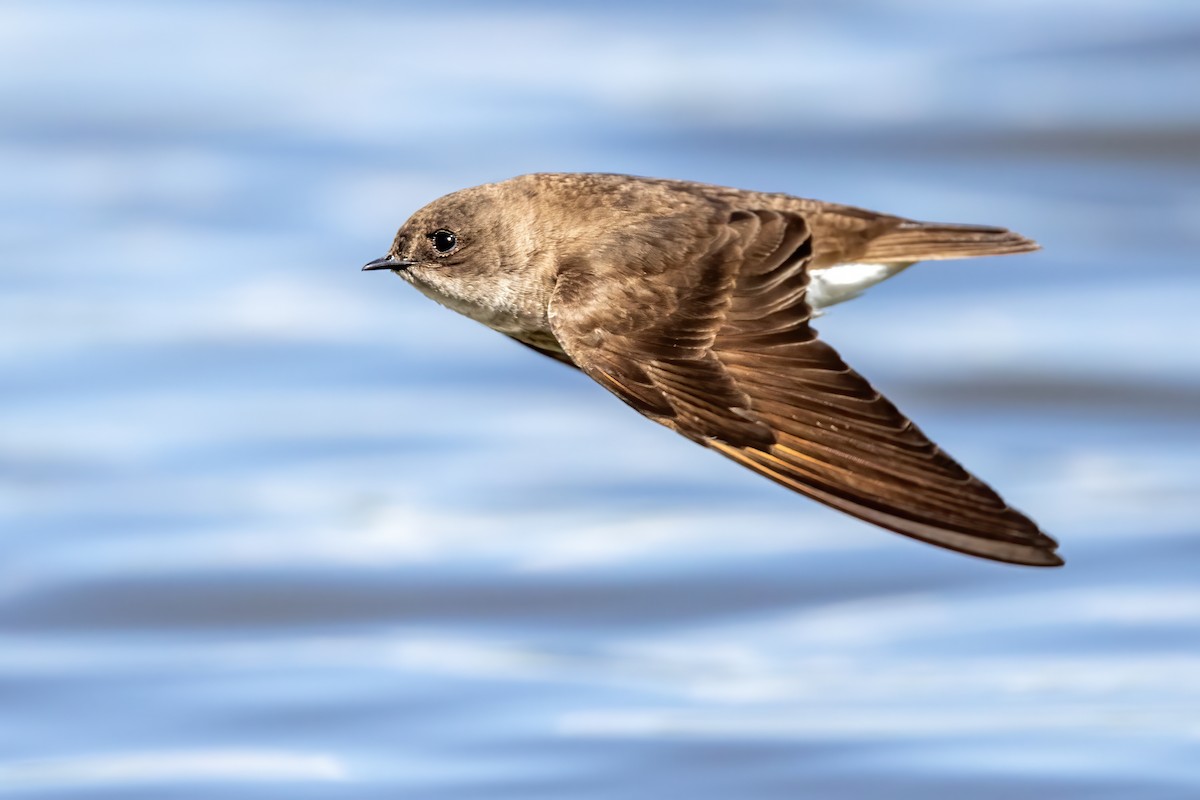Northern Rough-winged Swallow - ML336541151