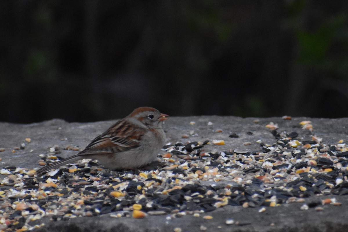 Field Sparrow - ML336542391