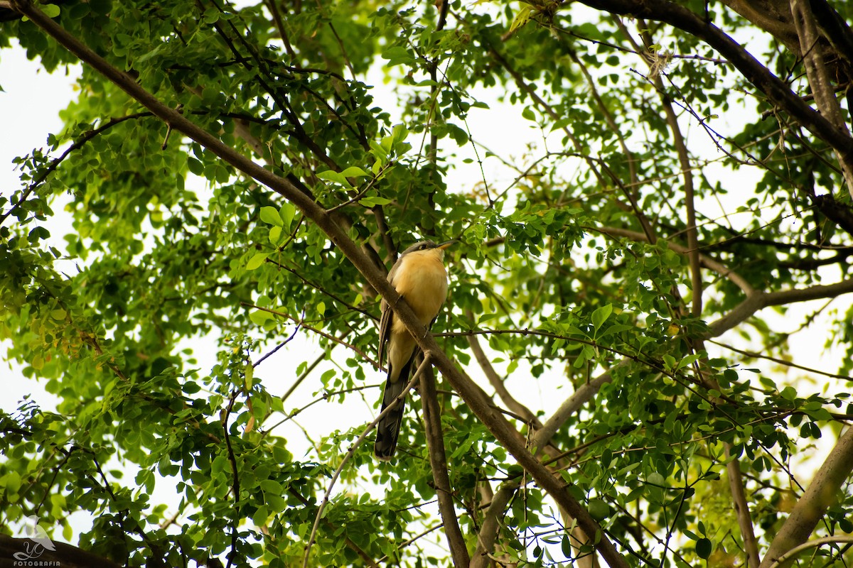 Mangrove Cuckoo - YENER GRANADOS HERRERA