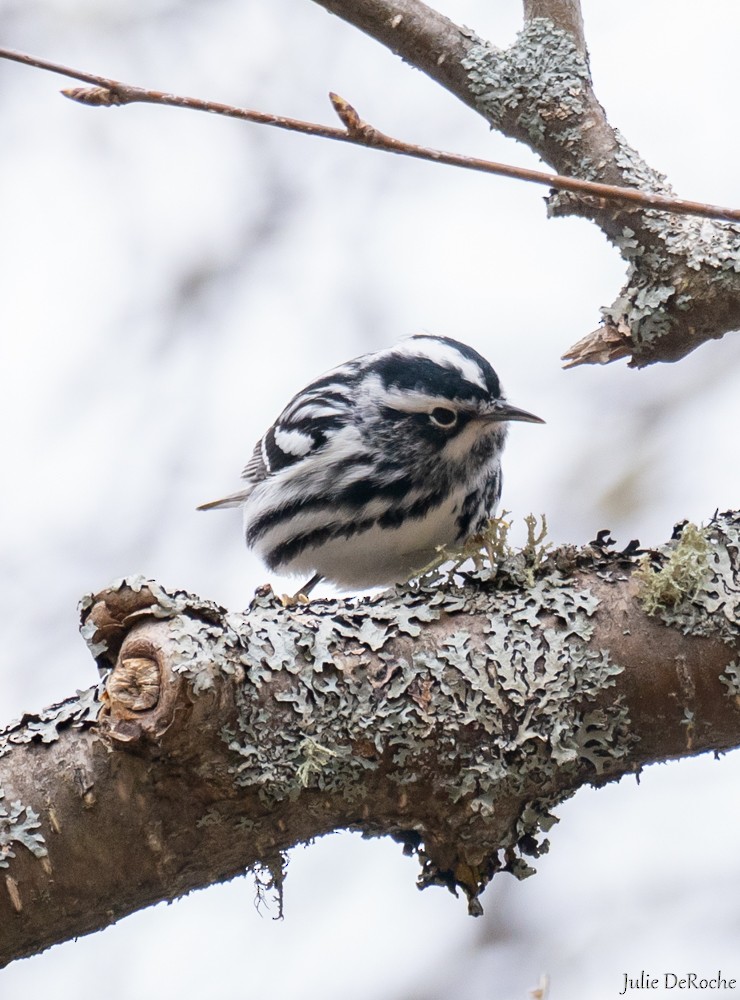 Black-and-white Warbler - ML336543631