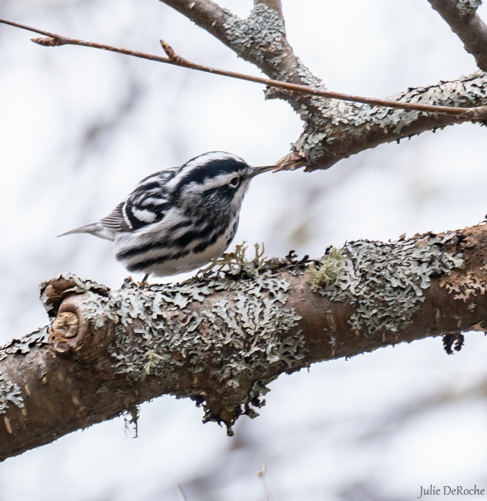 Black-and-white Warbler - ML336543771