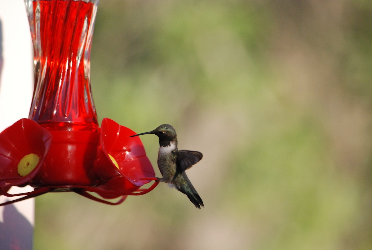 Black-chinned Hummingbird - Noel Zaugg