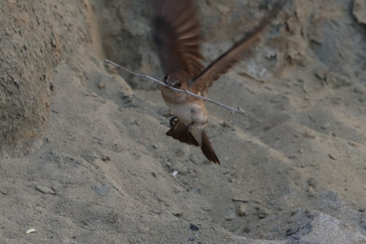 Northern Rough-winged Swallow - ML336546571