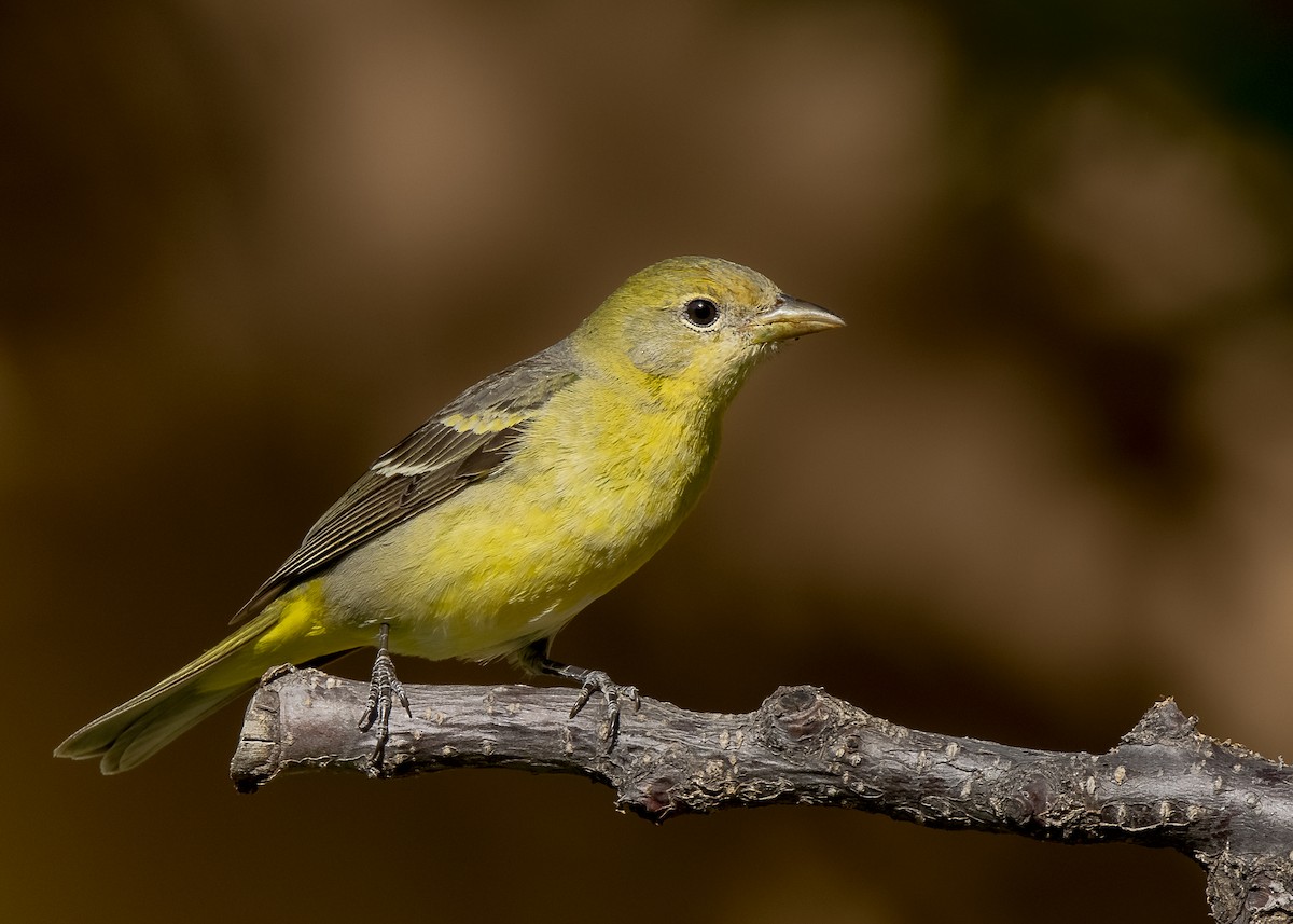 Western Tanager - ML336546771