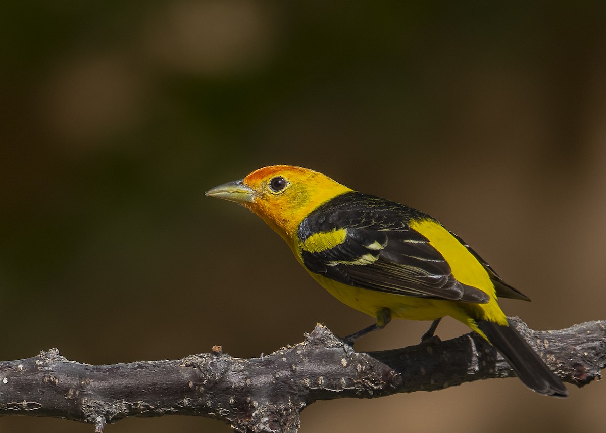 Western Tanager - ML336546811