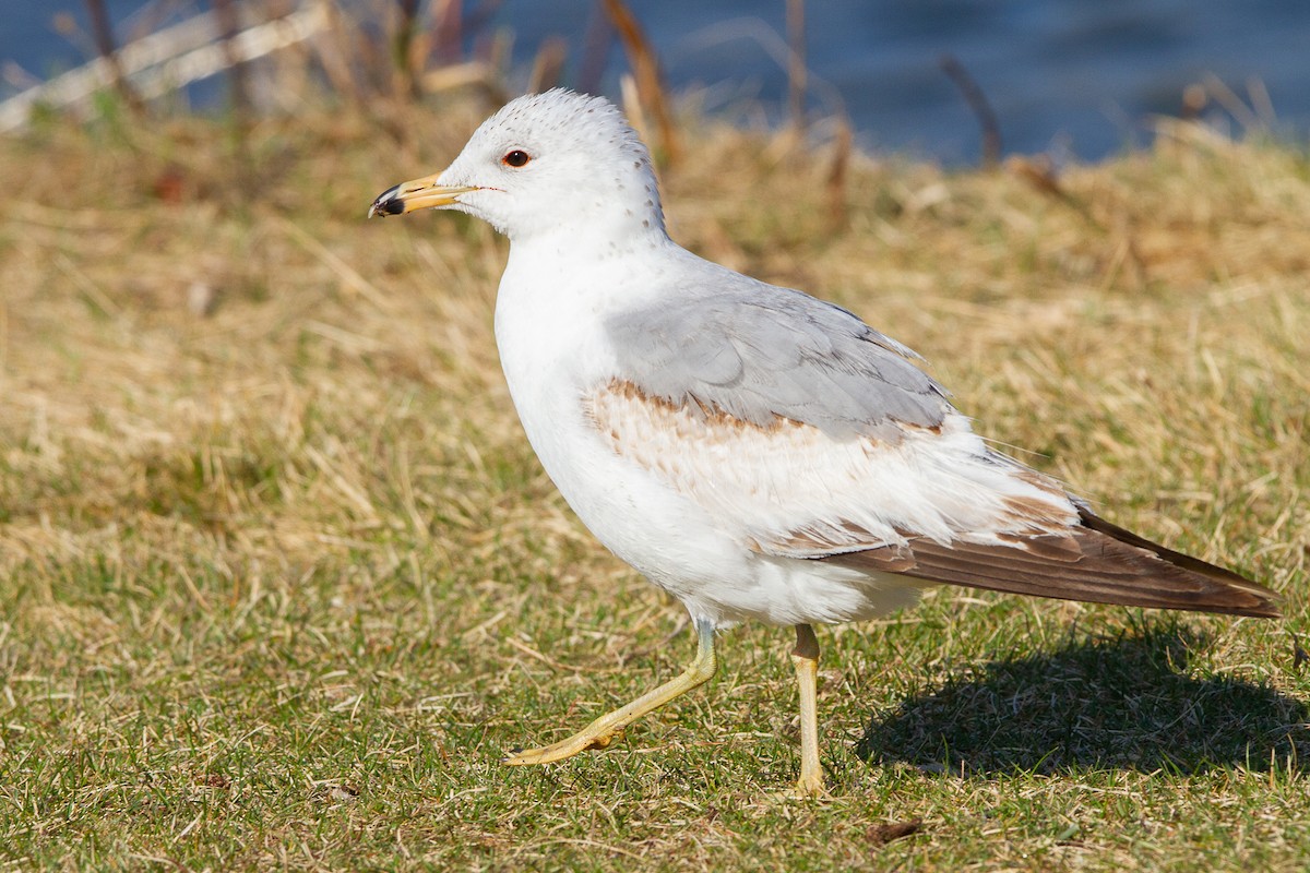 Ring-billed Gull - Connor Charchuk
