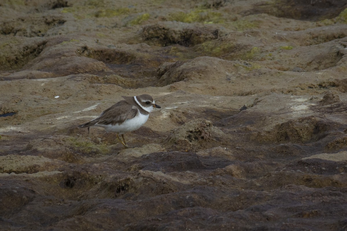 Semipalmated Plover - ML336551591