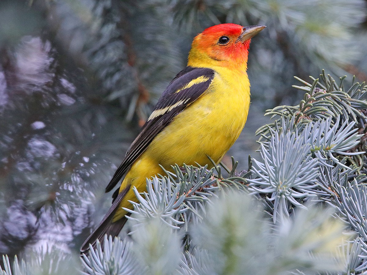 Western Tanager - Piranga ludoviciana - Birds of the World