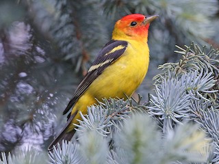  - Western Tanager