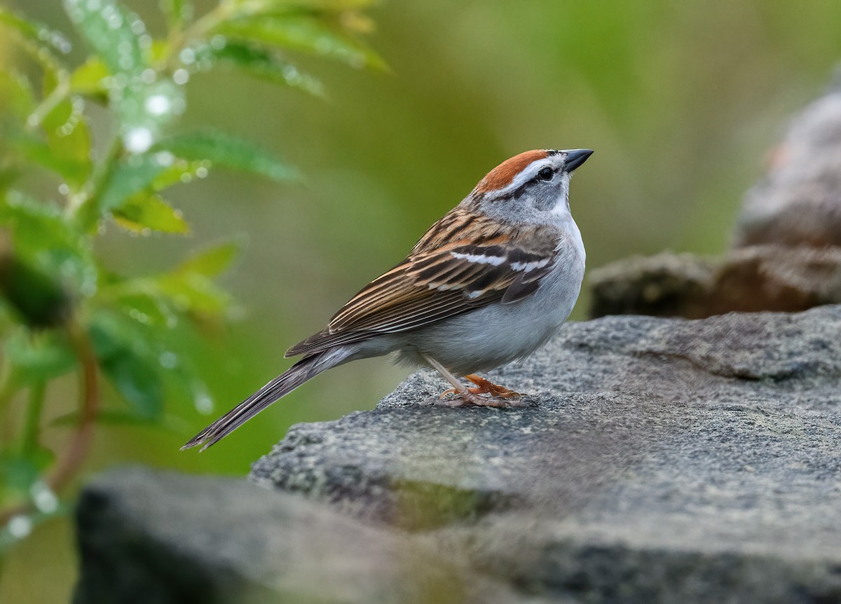 Chipping Sparrow - Tom Warren