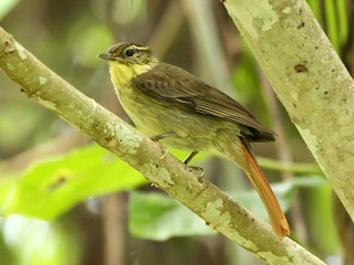  - Rufous-tailed Foliage-gleaner