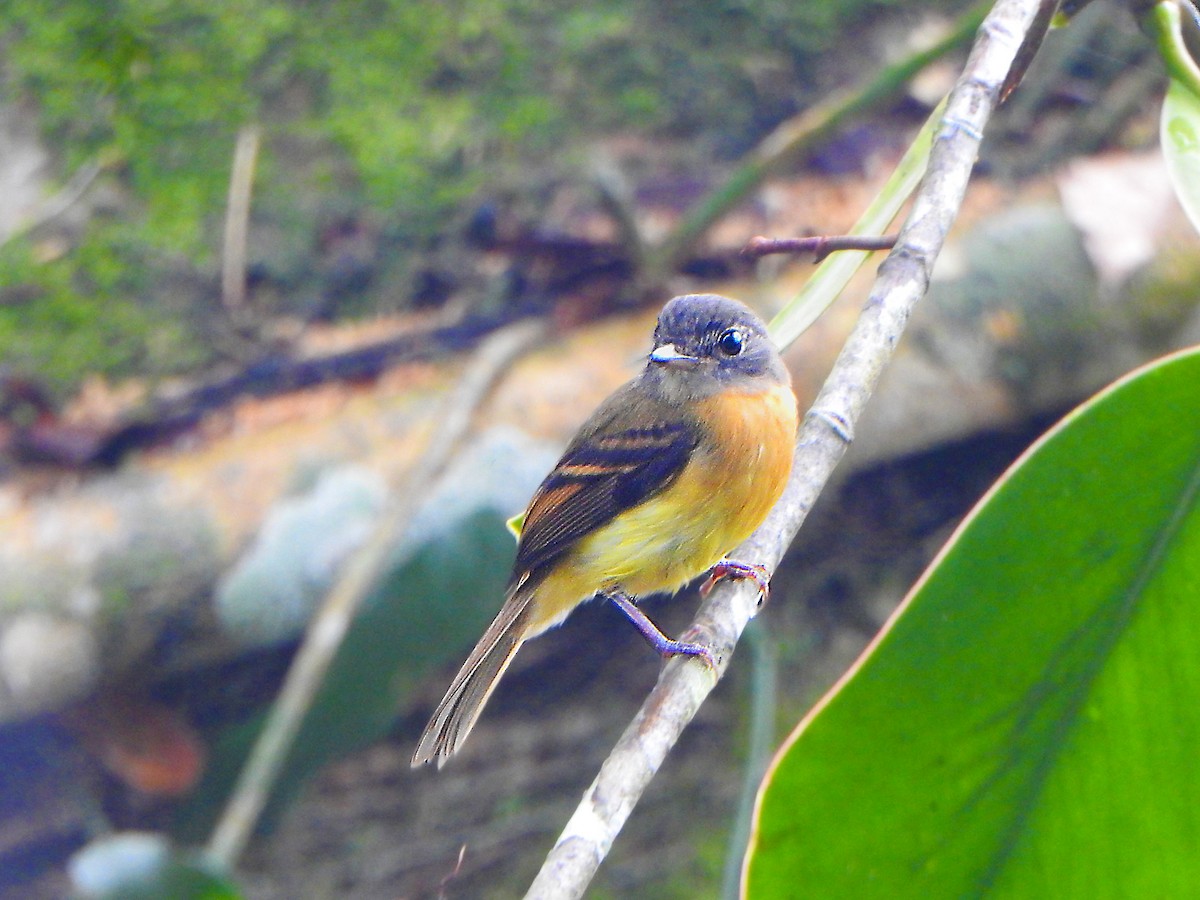 Tawny-chested Flycatcher - Carlos Aguilar