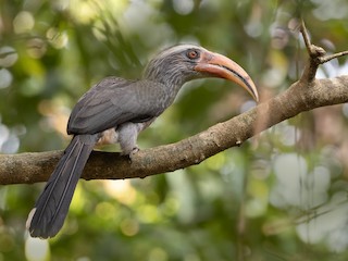  - Malabar Gray Hornbill