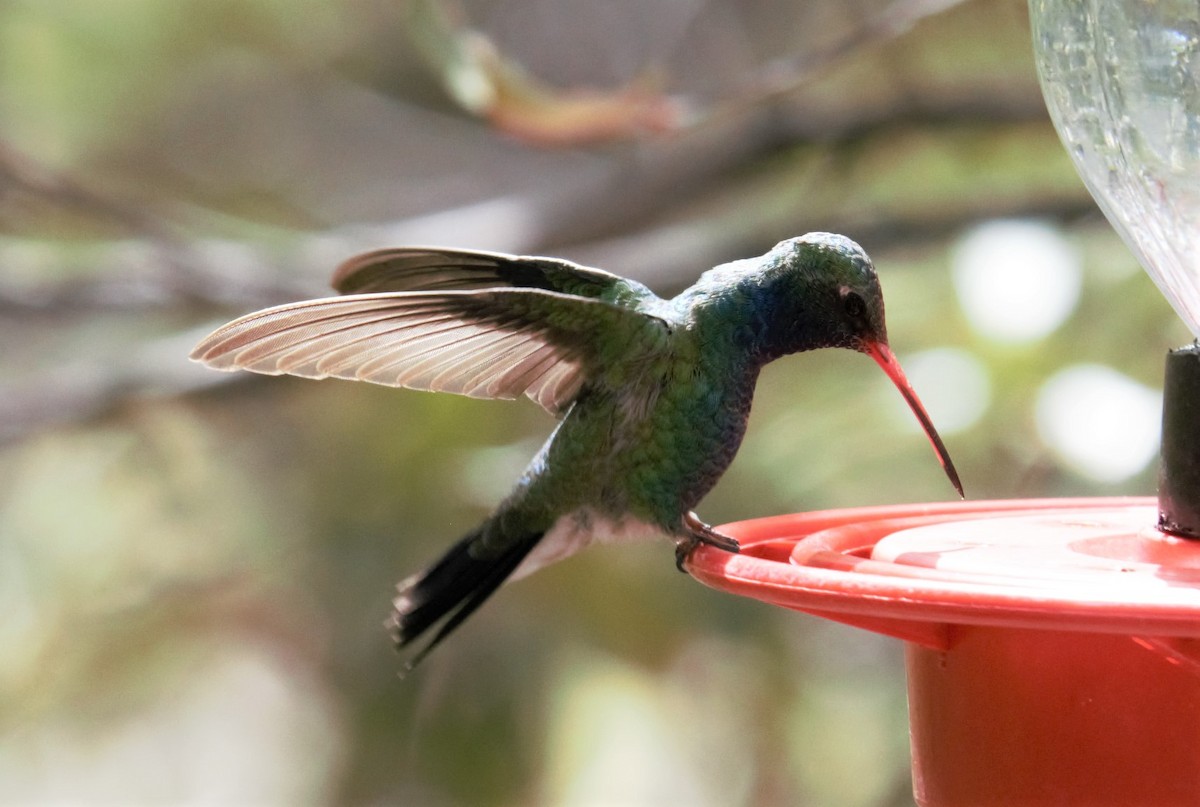Broad-billed Hummingbird - ML336562221