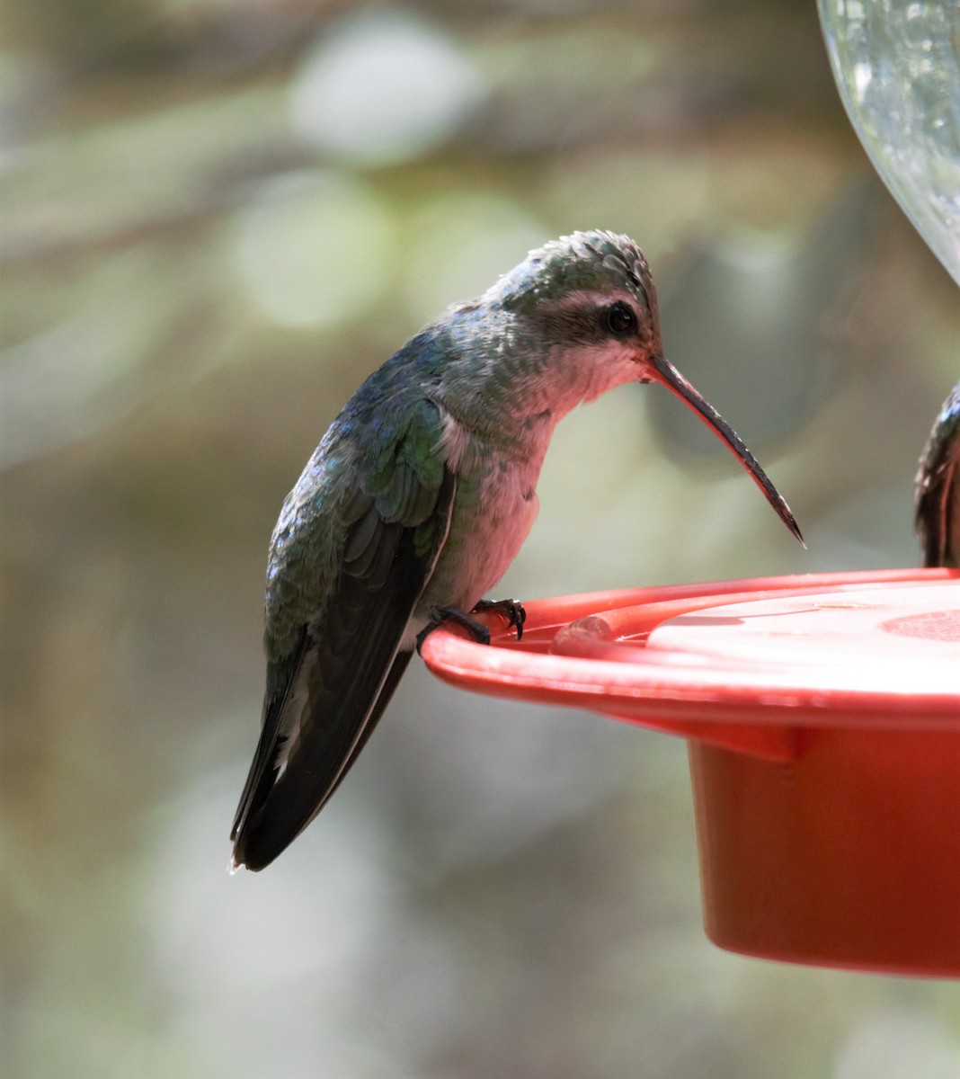 Broad-billed Hummingbird - ML336562231