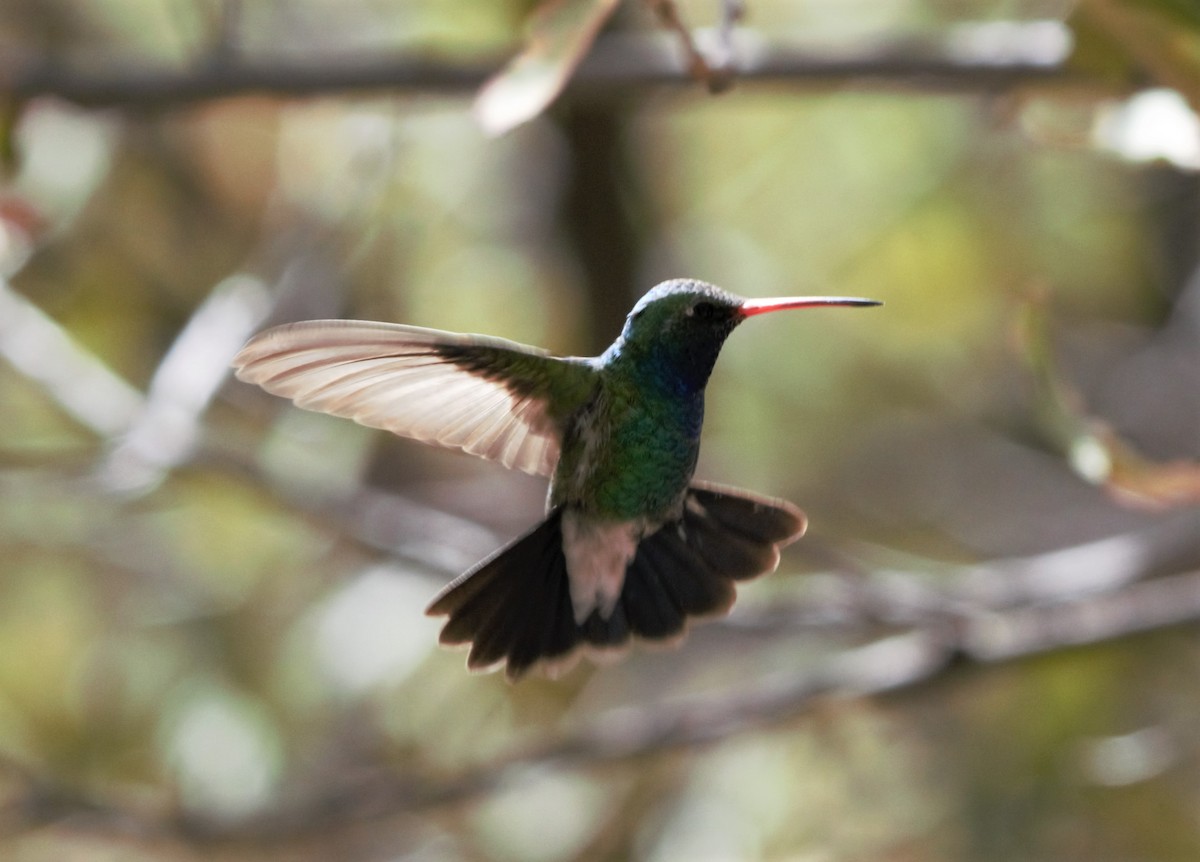 Broad-billed Hummingbird - ML336562251