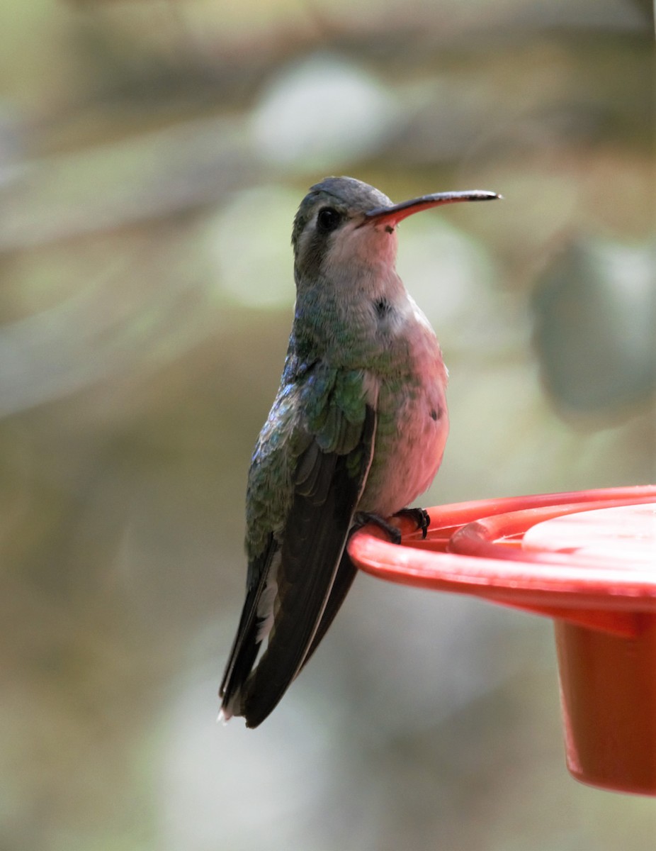 Broad-billed Hummingbird - Sue Riffe