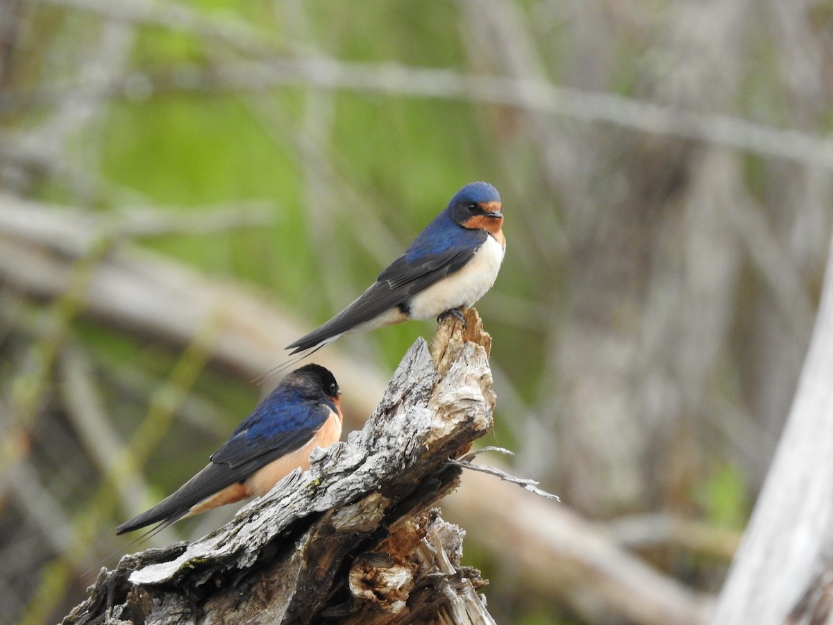 Barn Swallow - Laurie  Keefe